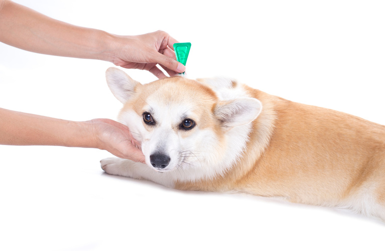 体に寄生するノミダニを徹底的に駆除する | 近江八幡市で動物病院なら健やかな生活を支えるヴィオラ動物病院
