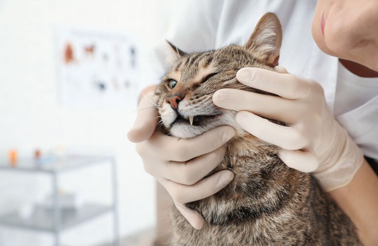 ペットの夜間診療を東近江市付近で実施 | 近江八幡市で動物病院なら健やかな生活を支えるヴィオラ動物病院