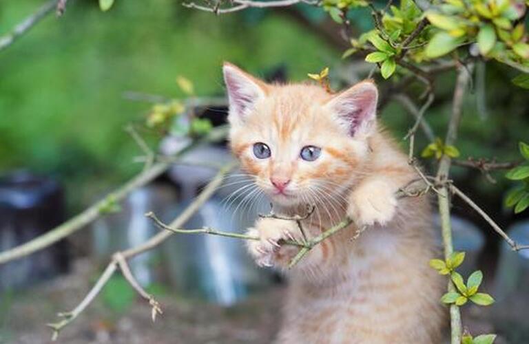 ねこちゃんの去勢手術をお考えの方へ | 近江八幡市で動物病院なら健やかな生活を支えるヴィオラ動物病院