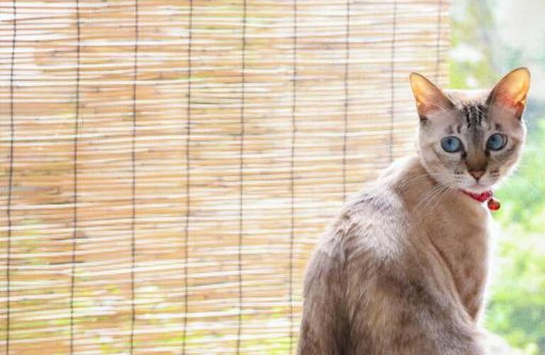 ねこちゃんの嘔吐；自宅での様子見から病院受診まで | 近江八幡市で動物病院なら健やかな生活を支えるヴィオラ動物病院