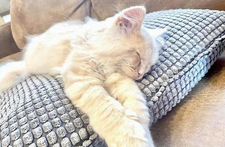 ねこちゃんの心臓病；診断・定期健診と自宅での注意点まで | 近江八幡市で動物病院なら健やかな生活を支えるヴィオラ動物病院