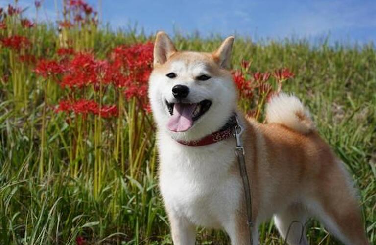 わんちゃんの健康診断ならヴィオラ動物病院まで | 近江八幡市で動物病院なら健やかな生活を支えるヴィオラ動物病院