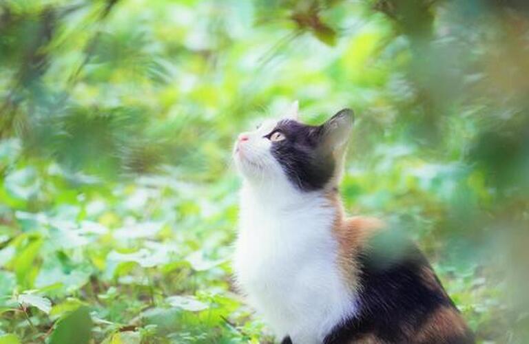 ねこちゃんの健康診断はヴィオラ動物病院まで | 近江八幡市で動物病院なら健やかな生活を支えるヴィオラ動物病院